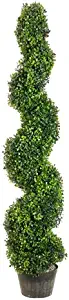 Photo 2 of 4ft Boxwood Spiral tree