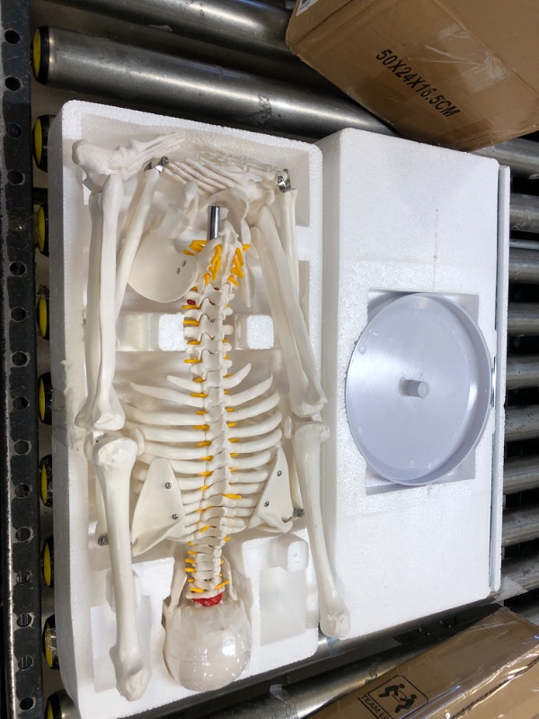 Photo 2 of Mini Human Skeleton Anatomy Model - Science Classroom Skeleton Model Tool, Teaching and Learning Aids - 1/2 Life Size