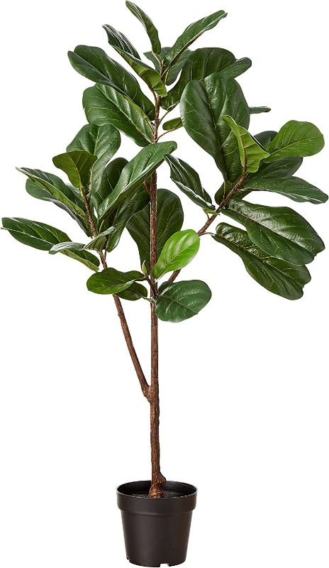 Photo 1 of Amazon Brand - Stone & Beam Artificial Fiddle Leaf Fig Tree with Plastic Nursery Pot, 4. Feet  / Medium, Indoor