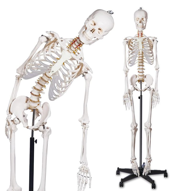 Photo 1 of ***MISSING MANY OF THE BONES***
breesky Human Skeleton Model for Anatomy- Life Size