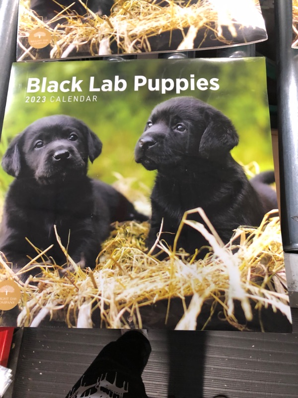 Photo 3 of 2023 Black Lab Puppies Wall Calendar by Bright Day, 12x12 Inch, Cute Adorable Pet Dog Photography *4PACK*