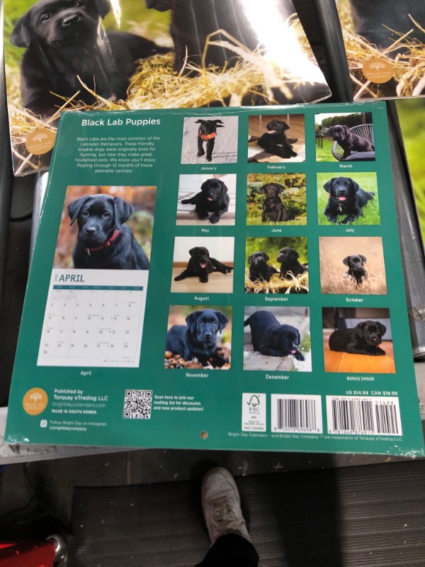 Photo 4 of 2023 Black Lab Puppies Wall Calendar by Bright Day, 12x12 Inch, Cute Adorable Pet Dog Photography *4PACK*