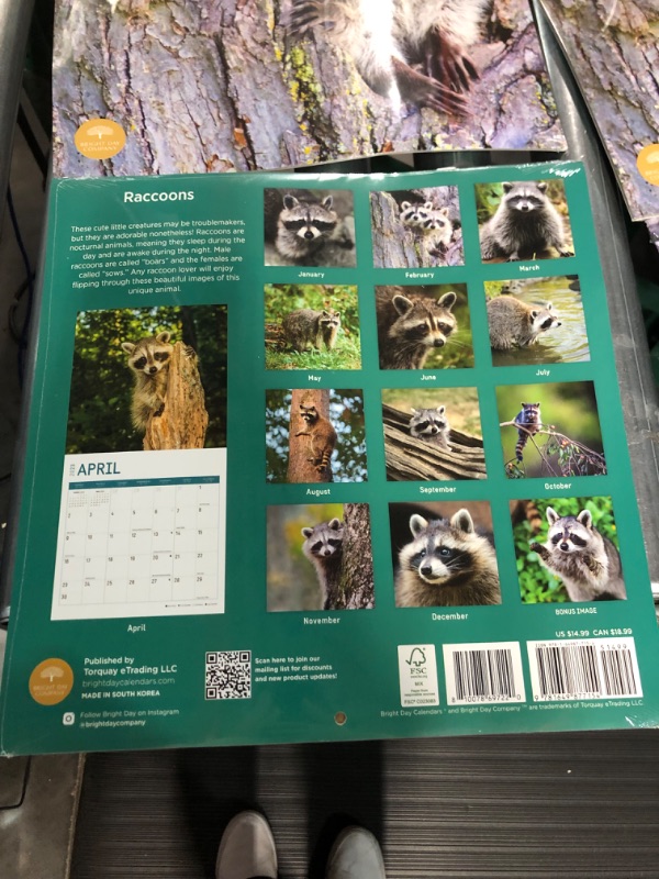 Photo 4 of 2023 Raccoons Wall Calendar by Bright Day, 12x12 Inch ( PACK OF 6)