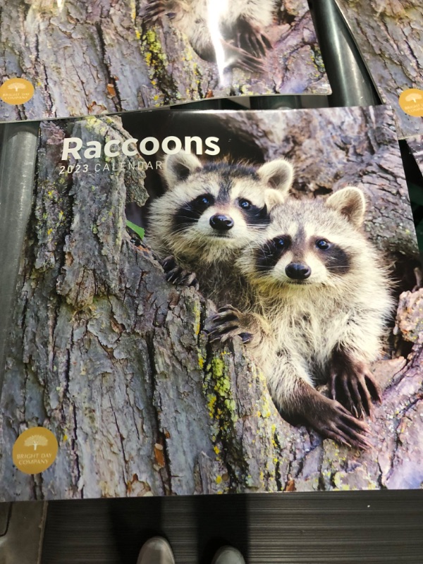 Photo 3 of 2023 Raccoons Wall Calendar by Bright Day, 12x12 Inch ( PACK OF 6)