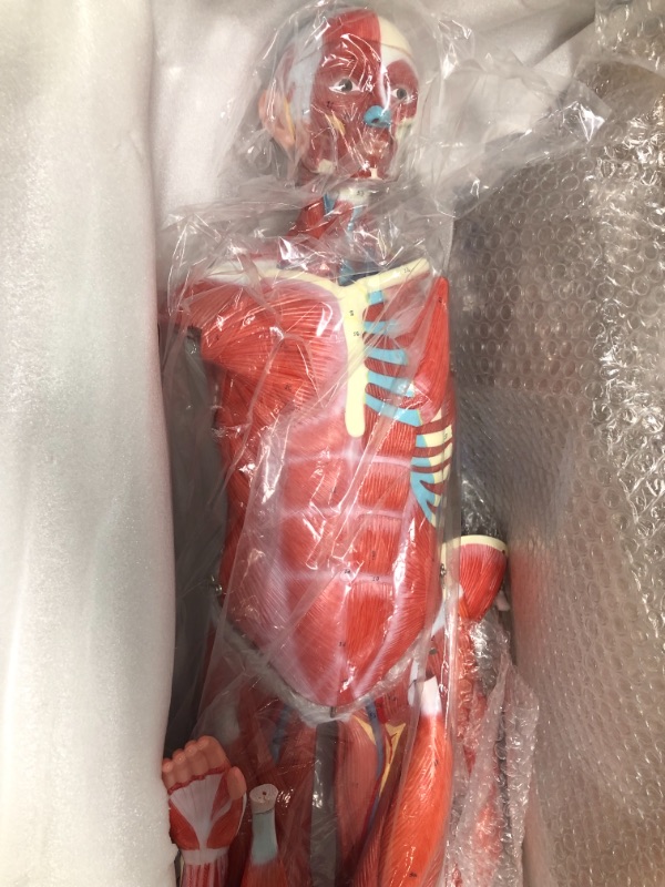 Photo 3 of ***Parts Only***EVOTECH Human Muscle and Organ Model, 27-Part 1/2 Life Size Muscular System Model with Removable Organ, Human Muscular Figure Body Anatomy Model for Medical Physiology Study Teaching Includes Poster Human Muscle and Organ Model-1/2 Lifesiz