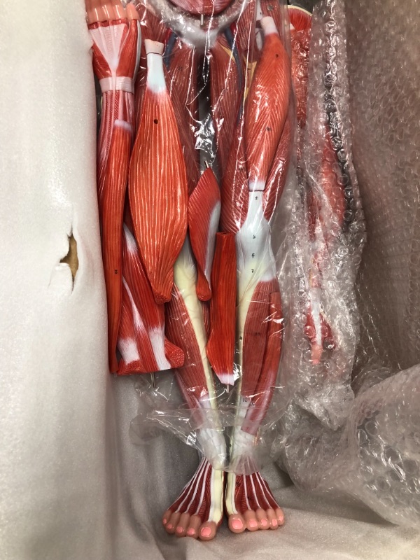 Photo 2 of ***Parts Only***EVOTECH Human Muscle and Organ Model, 27-Part 1/2 Life Size Muscular System Model with Removable Organ, Human Muscular Figure Body Anatomy Model for Medical Physiology Study Teaching Includes Poster Human Muscle and Organ Model-1/2 Lifesiz