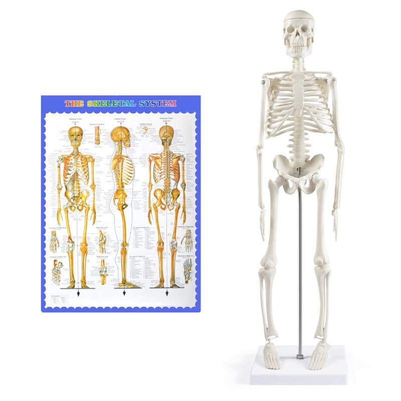 Photo 1 of  Skeleton Model Anatomy