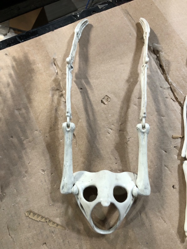 Photo 3 of **USED**
Halloween Sloth Skeleton (Giant 2 Ft Long) with Easy-to-Hang Limb Straps