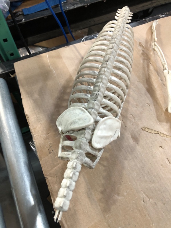 Photo 4 of **USED**
Halloween Sloth Skeleton (Giant 2 Ft Long) with Easy-to-Hang Limb Straps