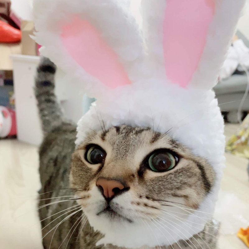 Photo 1 of  Cute Cat Bunny Ears Headband Pet Plush Hat for Cats & Small Dogs Party Costume Halloween Party Puppy Accessory Headwear 2 pack