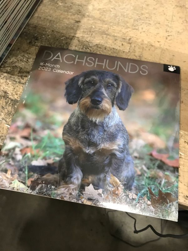 Photo 1 of 2023 Square Wall Calendar, Dachshund, 16-Month Paw Prints Theme with 180 Reminder Stickers (12 x 12 In)