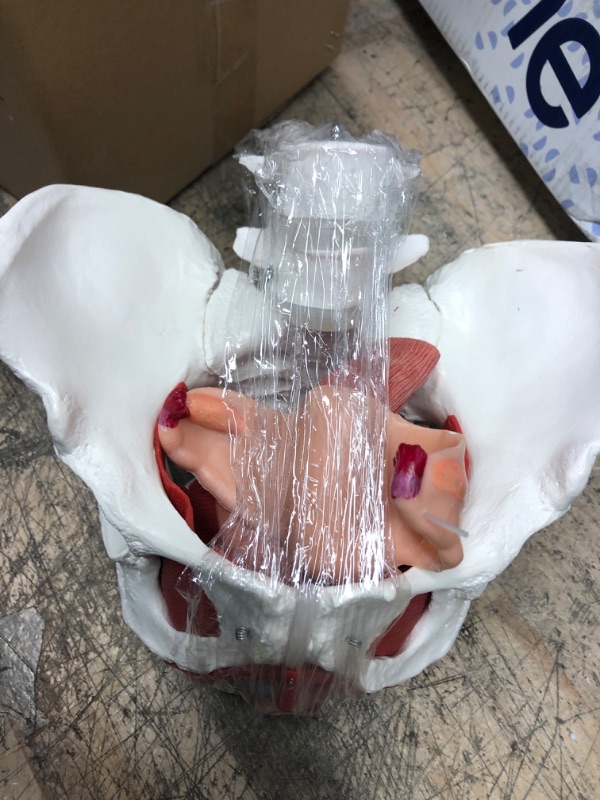 Photo 2 of Wellden Product Medical Anatomical Female Pelvis Model with Removable Organs, 6-Part, Life Size