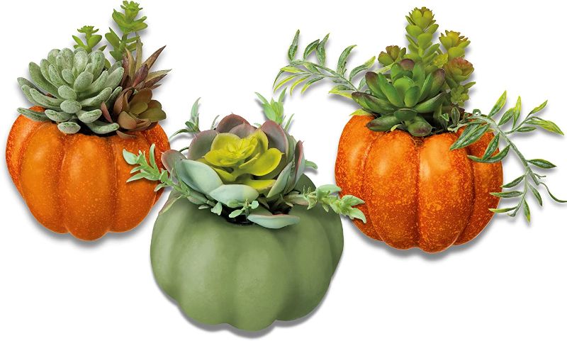 Photo 1 of 18TH STREET GIFTS 3 Piece Pumpkin Succulent Set for Thanksgiving Decorations, Fall Centerpieces, Autumn Harvest Halloween and Fall Tiered Tray Decor
