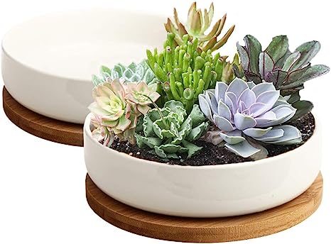 Photo 1 of 10" succulent bowl- white 