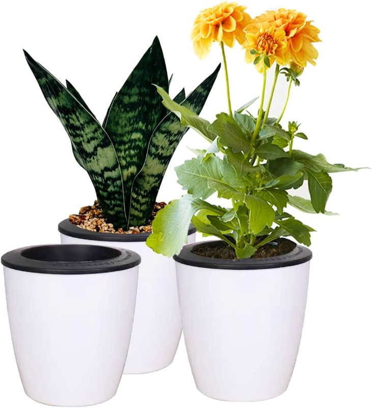 Photo 1 of 
Tectsia 8 Inch Self Watering Planters for Indoor Plants, 3 Pack Easy Plant Self Watering Pot Plastic Flower Pots Larger Herb Planters with Drainage Holes...