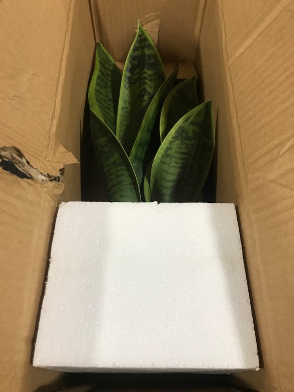 Photo 1 of 16in. Sansevieria Artificial Plant