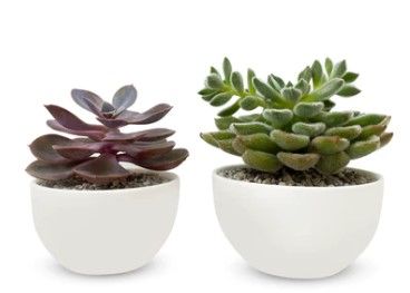 Photo 1 of  Brand New AvoSprout Indoor Ceramic Flower Pots - Small Medium Plant Pots - White Stone Bonsai Flower Pots - Shallow Pot with Drainage - RRP 
