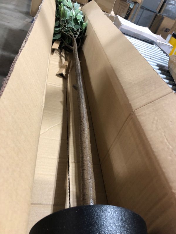 Photo 1 of Amazon Basics Artificial Ficus Tree Fake Plant with Plastic Planter Pot, 63-Inch 63" Ficus Tree