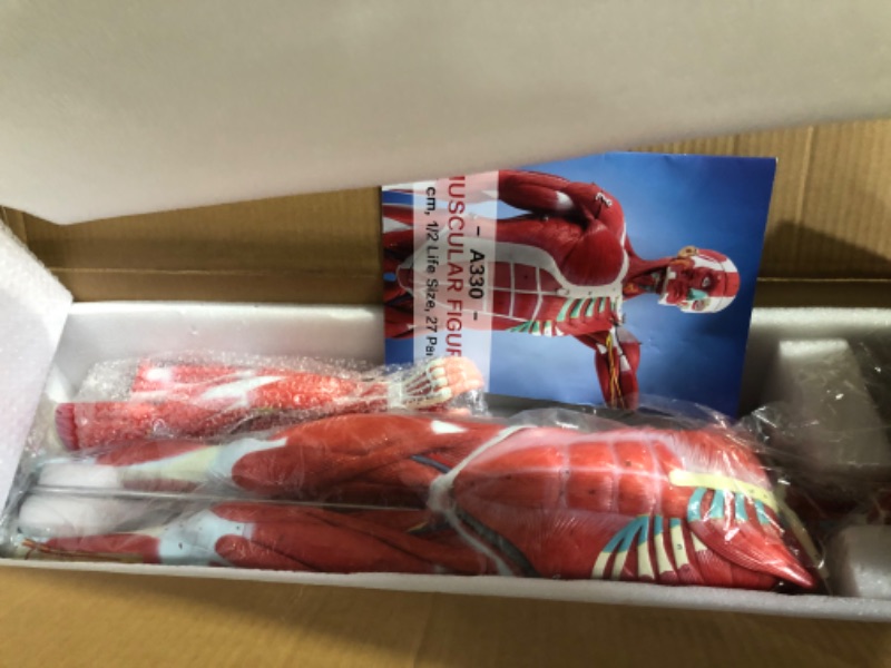 Photo 4 of **MISSING CODE MANUAL**
EVOTECH Human Muscle and Organ Model, 27-Part 1/2 Life Size Muscular System Model 