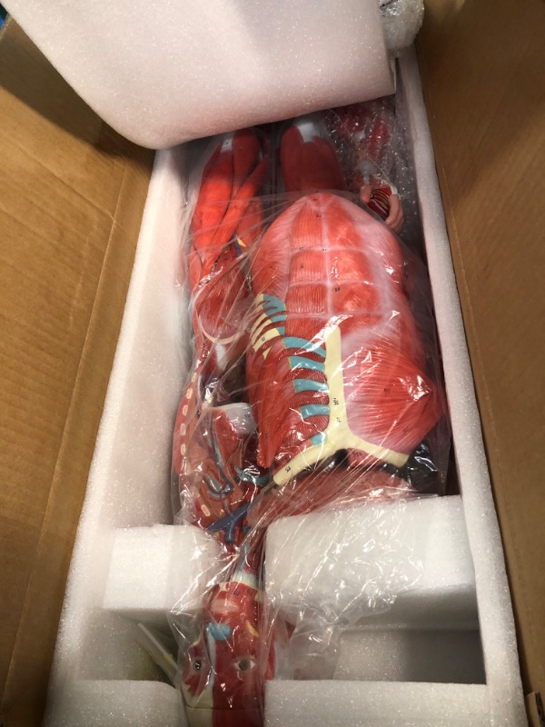 Photo 3 of EVOTECH Human Muscle and Organ Model, 27-Part 1/2 Life Size Muscular System Model with Removable Organ, Human Muscular Figure Body Anatomy Model for Medical Physiology Study Teaching Includes Poster Human Muscle and Organ Model-1/2 Lifesize