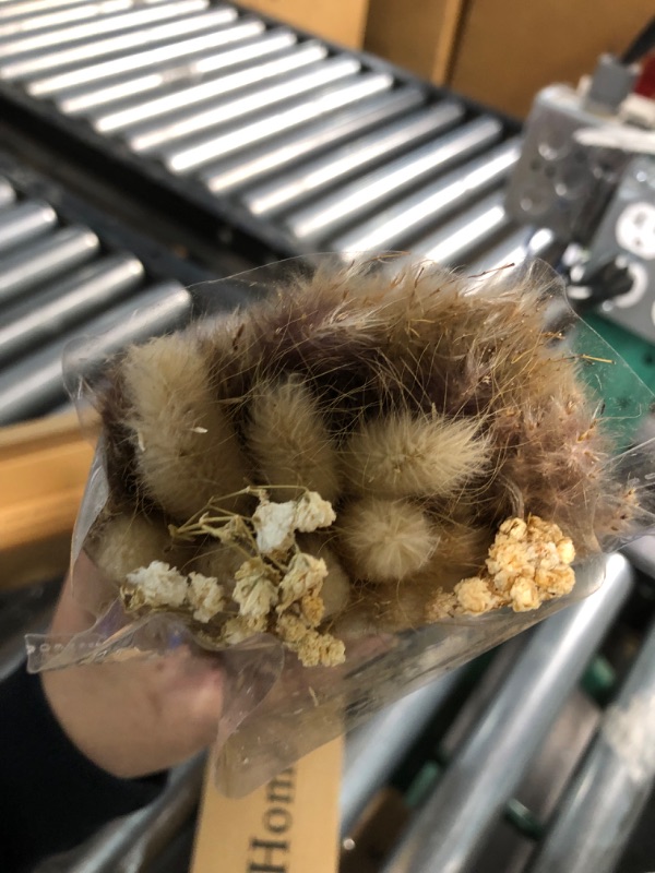 Photo 1 of **STOCK IMAGE IS AREFERENCE ONLY** Natural Ear of Grain Flower Hamster Bedding Edible Flowers Herbs Grain 