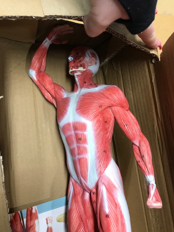 Photo 3 of EVOTECH Human Muscle Model-20" Miniature Muscular System Model, Human Muscular Figure Human Body Anatomy Model for Medical Physiology Study Teaching Tool Human Muscle Model-1/4 Lifesize