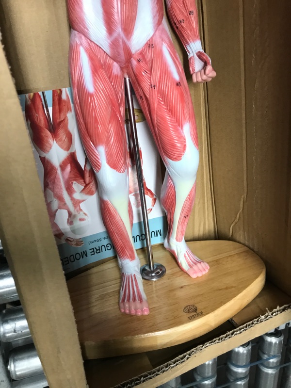 Photo 4 of EVOTECH Human Muscle Model-20" Miniature Muscular System Model, Human Muscular Figure Human Body Anatomy Model for Medical Physiology Study Teaching Tool Human Muscle Model-1/4 Lifesize