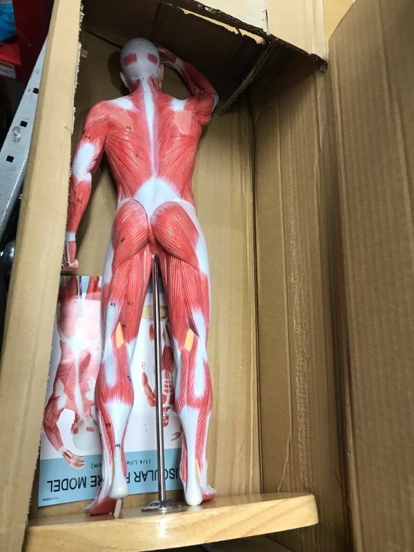Photo 2 of EVOTECH Human Muscle Model-20" Miniature Muscular System Model, Human Muscular Figure Human Body Anatomy Model for Medical Physiology Study Teaching Tool Human Muscle Model-1/4 Lifesize