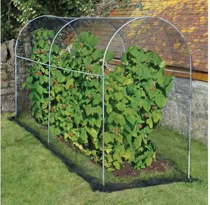 Photo 1 of Fruit Cage Frame