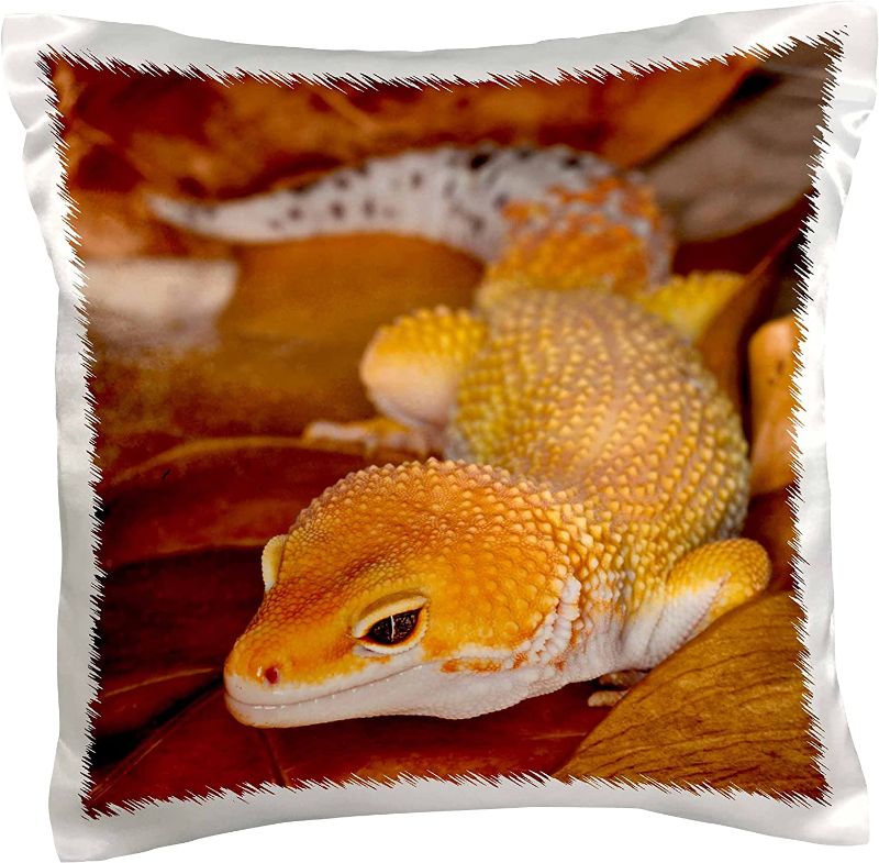 Photo 1 of  Leopard Gecko Morph, Lizard, 16 x 16 (2pk)