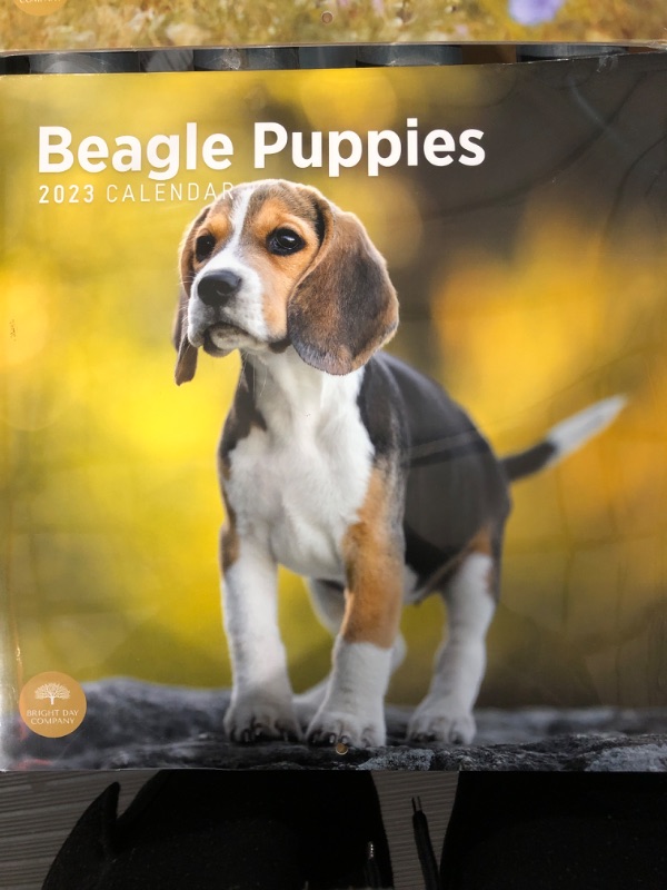 Photo 2 of 2023 Beagle Puppies Wall Calendar by Bright Day, 12x12 Inch, Cute Adorable Pet Dog Photography 2 in pack 