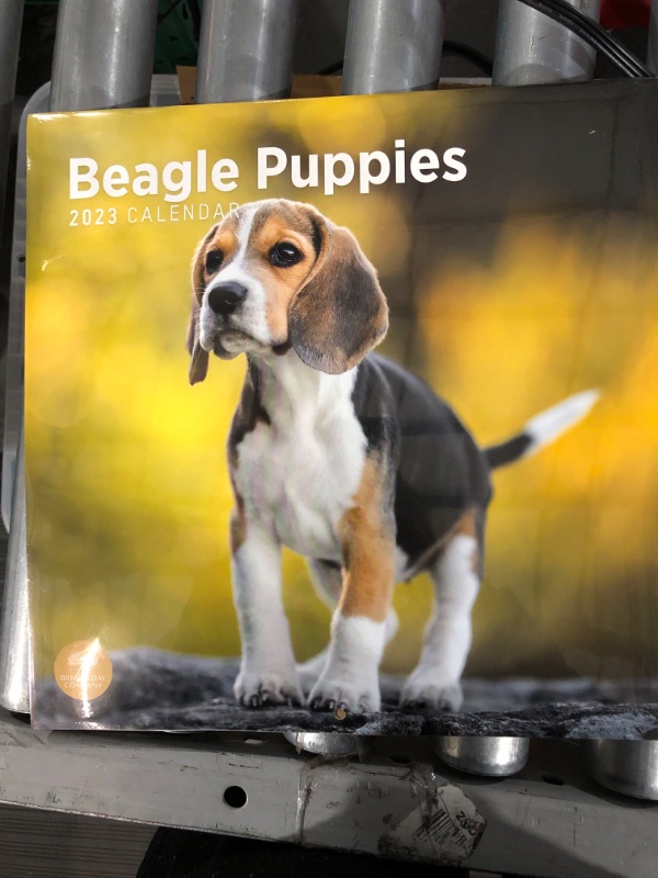 Photo 2 of 2023 Beagle Puppies Wall Calendar by Bright Day, 12x12 Inch, Cute Adorable Pet Dog Photography 2 in pack 