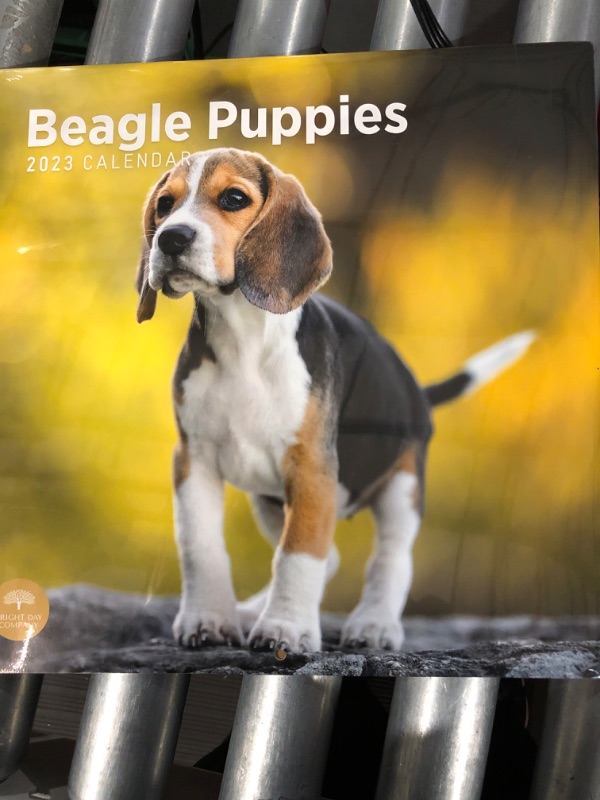 Photo 2 of 2023 Beagle Puppies Wall Calendar by Bright Day, 12x12 Inch, Cute Adorable Pet Dog Photography 2 in pack 