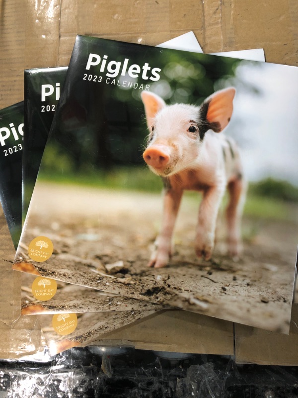 Photo 2 of BUNDLE OF 3 2023 Piglets Wall Calendar by Bright Day, 12x12 Inch, Cute Adorable Baby Farm Animal Kids Photography