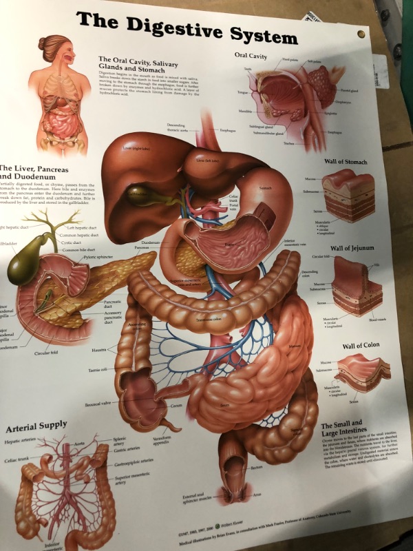 Photo 3 of The Digestive System Anatomical Chart