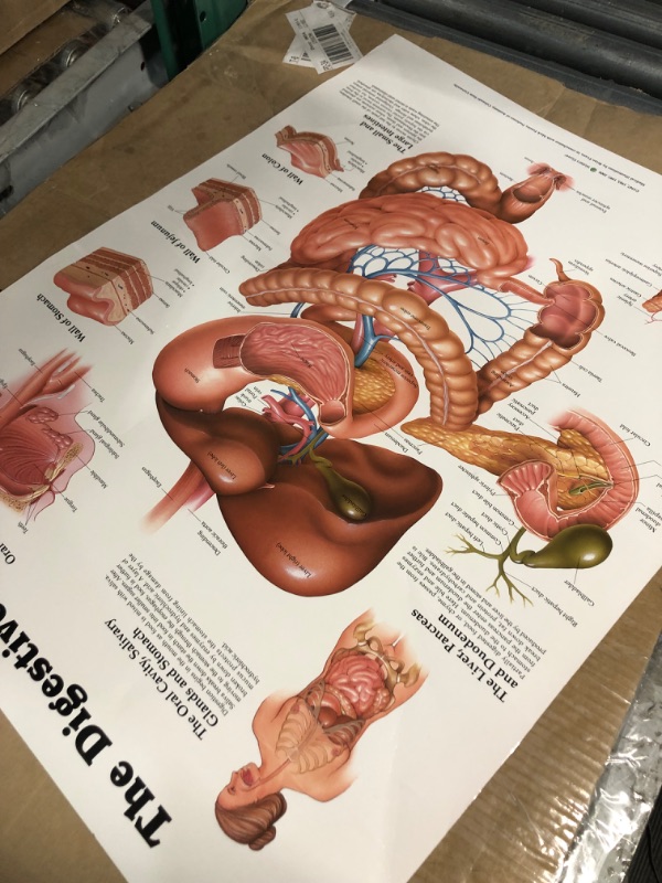 Photo 2 of The Digestive System Anatomical Chart