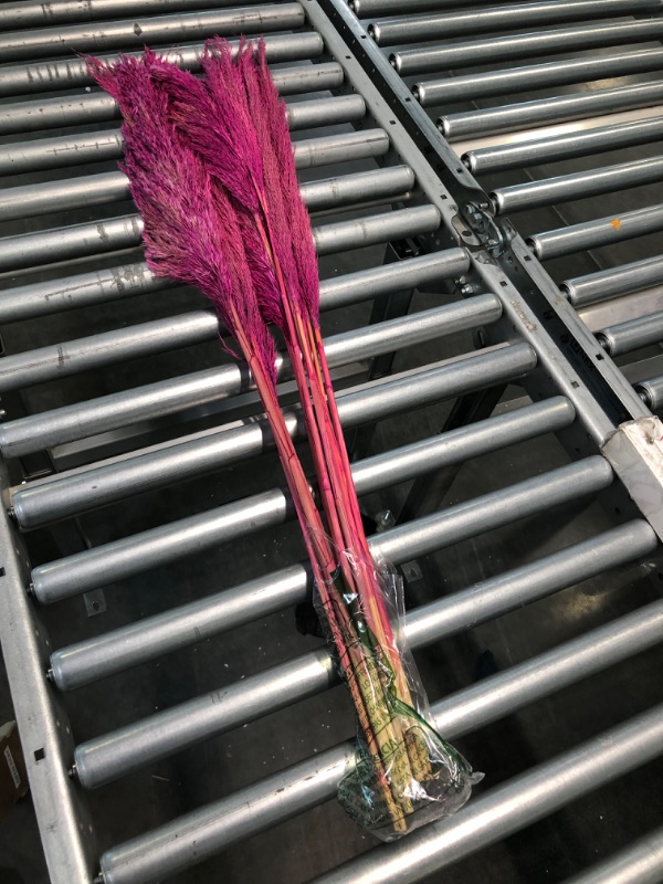 Photo 3 of  12 count Wild Lark
Pink Pampas Grass