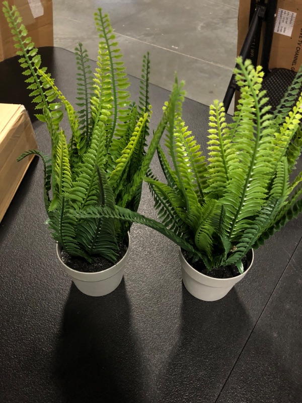 Photo 2 of Hejdeco Fern Plant Set of 2 in Grey Pot,  4 inches