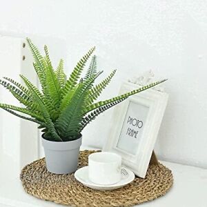 Photo 1 of Hejdeco Fern Plant Set of 2 in Grey Pot,  4 inches