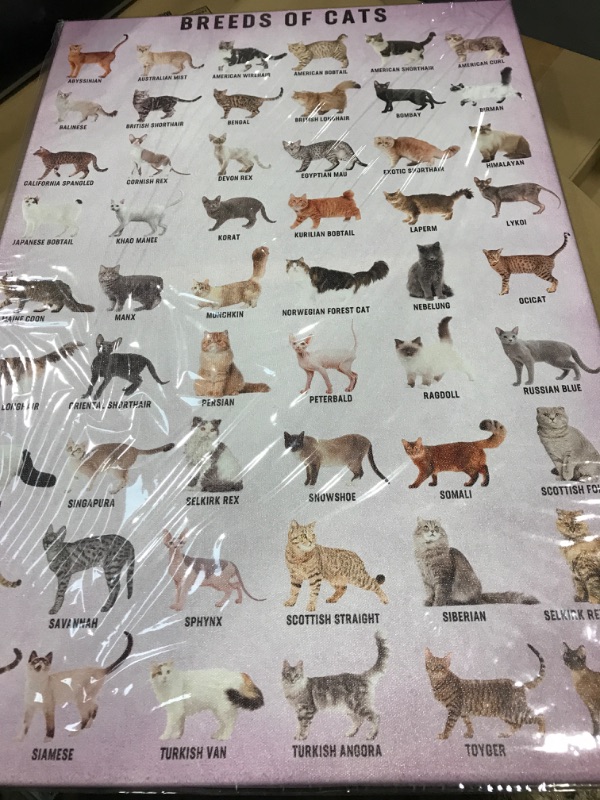 Photo 1 of 16x24  cat breeds