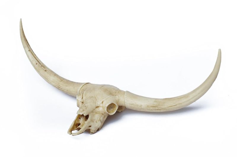 Photo 1 of buffalo Skull  Replica 25 INCH FROM TIP TO TIP 