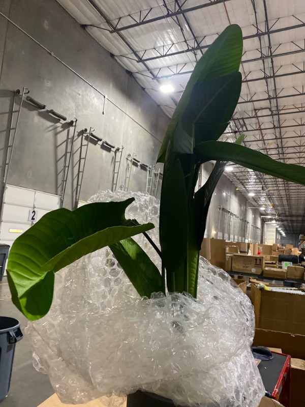 Photo 1 of **LEAVES/VBRANCHES BENT**
5.5' Traveler's Palm Tree in Gray Planter by Ne Arly Natural
