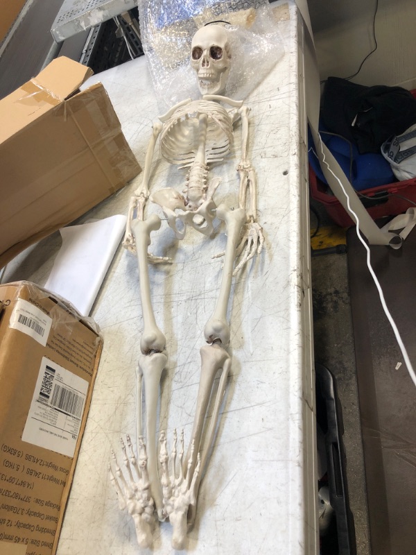 Photo 1 of 36" SKELETON MODEL 