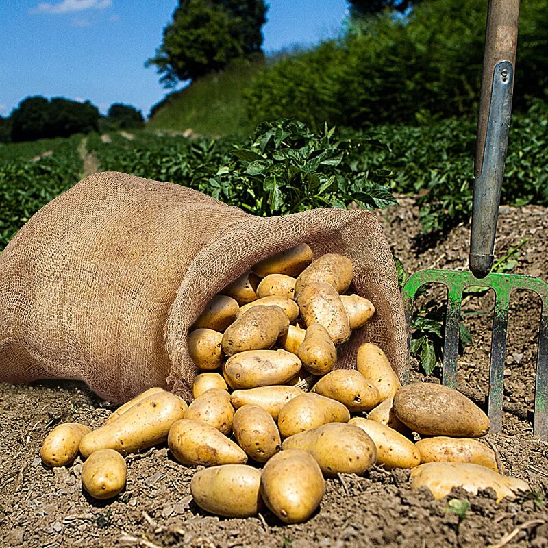 Photo 1 of 19.5" × 35" Potato Storage Sacks Natural Jute with Rope, Reusable Potato Bags Strong for Food Storage Plant Gardening Planting 2pc