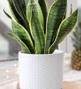 Photo 1 of  Modern GLOSSY  White Honeycomb Embossed Ceramic Planter Pot 8 Inch,