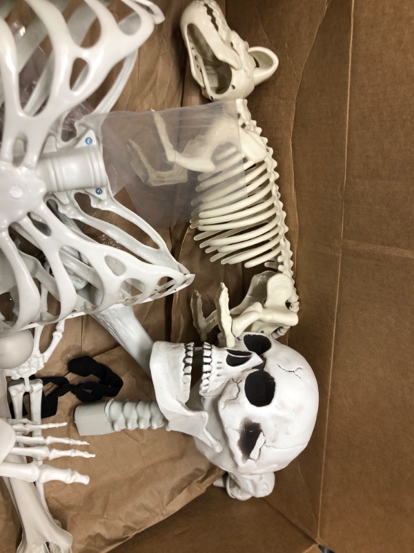 Photo 2 of 5.4Ft Halloween Life Size Human Skeletons with Dog Skeleton,Poseable Life Size Skeletons Plastic Human Bones with Movable Joints for Halloween Decoration Halloween Human Skeletons Dog skeleton