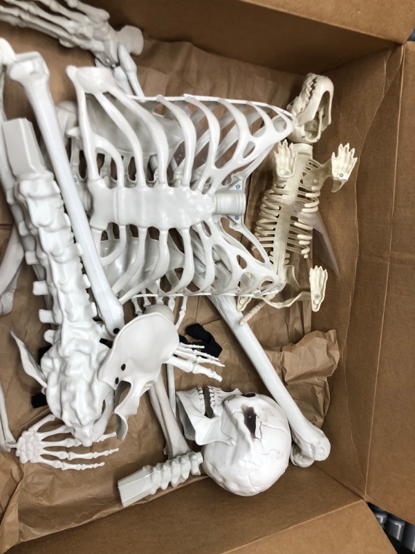 Photo 3 of 5.4Ft Halloween Life Size Human Skeletons with Dog Skeleton,Poseable Life Size Skeletons Plastic Human Bones with Movable Joints for Halloween Decoration Halloween Human Skeletons Dog skeleton