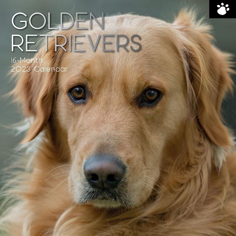 Photo 1 of 2023 Square Wall Calendar, Golden Retriever, 16-Month Paw Prints Theme with 180 Reminder Stickers (12 x 12 In)

