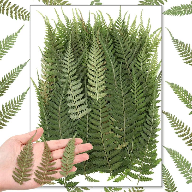 Photo 1 of Fabbay 200 Pcs Pressed Dried Flowers Leaves Real Natural Ferns Dried Leaves Plant Dried Greenery for Resin Art Arrangements Home Wedding DIY Crafts Decors Card Scrapbooking