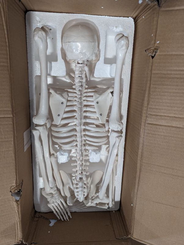 Photo 5 of MonMed | Medical Skeleton Model Small Human Skeleton Model for Anatomy 33.5 Inch
